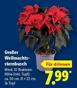 Weihnachts-sternbusch