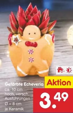 Keramik - Gefärbte Echeveria