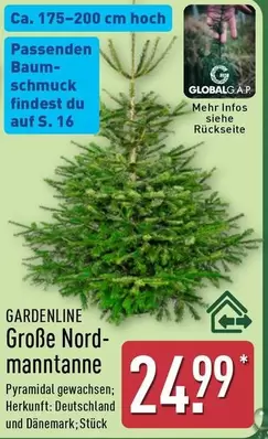 Große Nordmanntanne