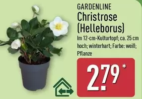 Christrose (Helleborus)