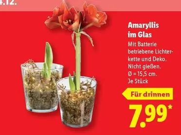 Amaryllis im Glas