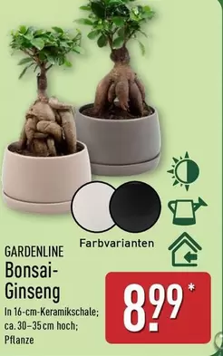 Bonsai-Ginseng