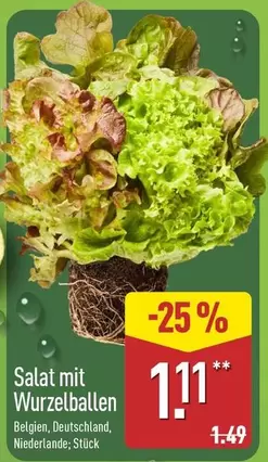 Salat mit Wurzelballen