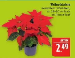 Weihnachtsstern