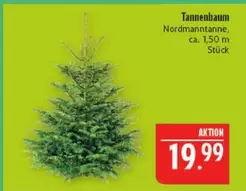 Tannenbaum