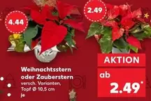 Weihnachtsstern oder Zauberstern