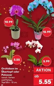 Orchideen im Übertopf oder Potcover