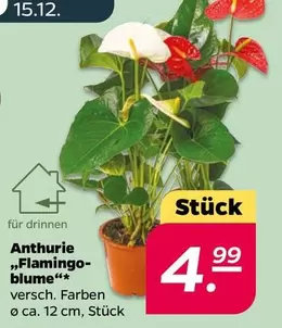 Blume - Anthurie „Flamingo-blume“