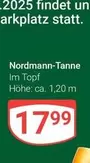 Nordmann-Tanne