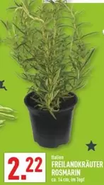 FREILANDKRÄUTER ROSMARIN