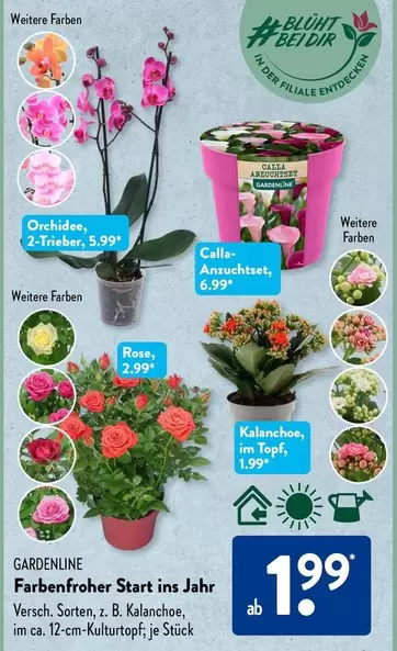 Orchidee, Rose, Colle Anruchtset, Kalanchoe