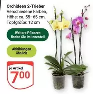 Orchideen 2-Trieber