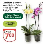 Orchideen 2-Trieber