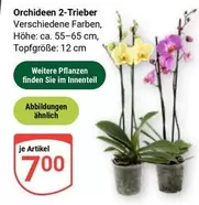 Orchideen 2-Trieber