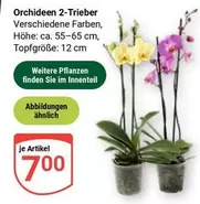 Orchideen 2-Trieber
