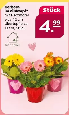 Gerbera im Zinktopf*