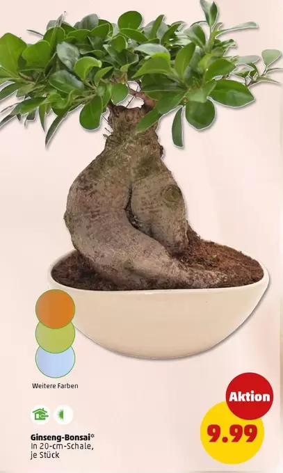 Ginseng-Bonsai