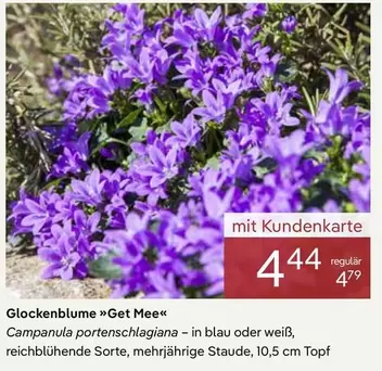Glockenblume »Get Mee«