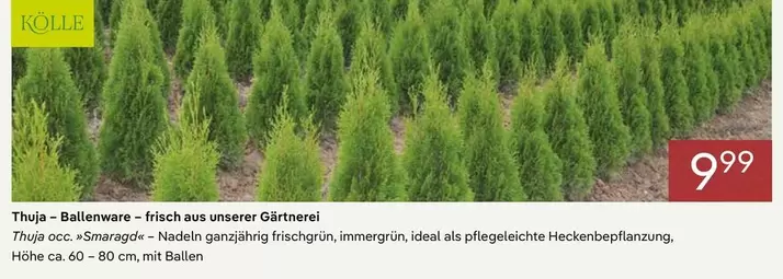 Ideal - Thuja-Ballenware