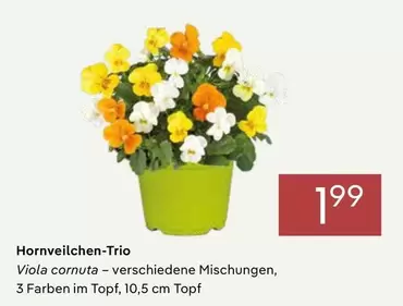 Hornveilchen-Trio