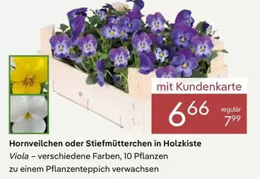 Hornveilchen oder Stiefmütterchen in Holzkiste