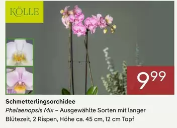 Schmetterlingsorchidee