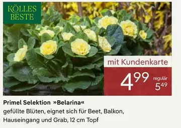 Primel Selektion »Belarina«