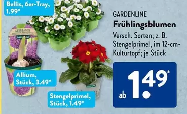 Frühlingsblumen