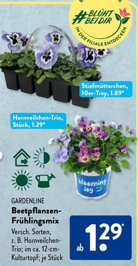 Beetpflanzen-Frühlingsmix