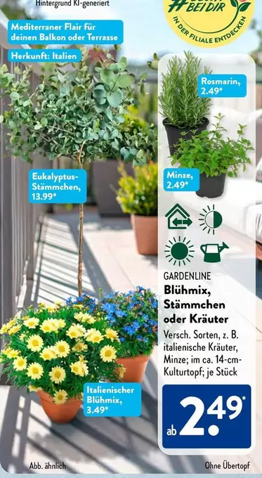 Blühmix, Stämmchen oder Kräuter