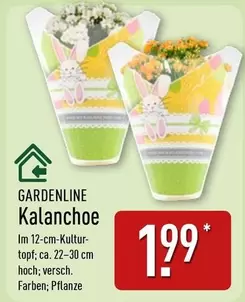 Kalanchoe