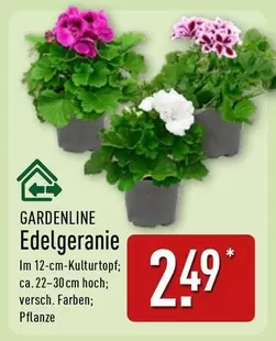 Edelgeranie