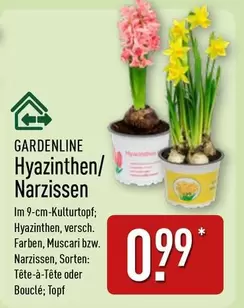 Hyazinthen/ Narzissen