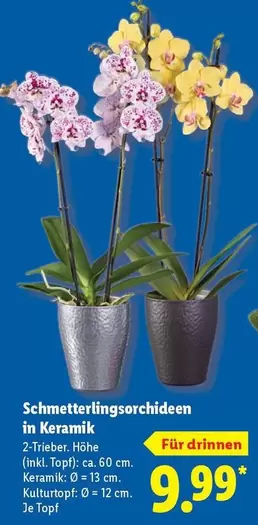Keramik - Schmetterlingsorchideen in