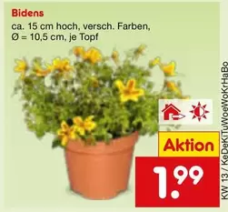 Bidens