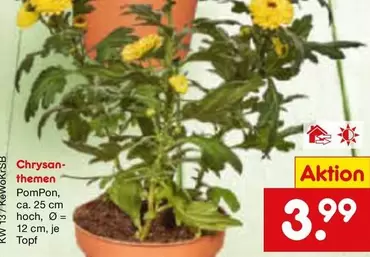 Chrysanthemen PomPon