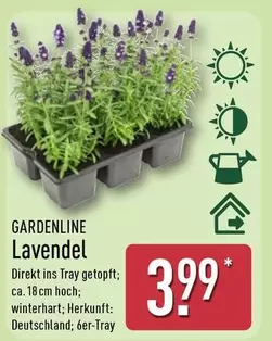 Lavendel