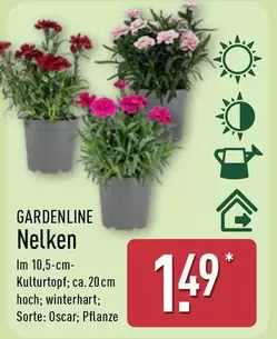 Nelken