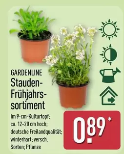 Stauden-Frühjahrs-sortiment