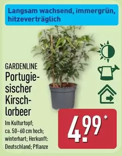 Portugiesischer Kirschlorbeer
