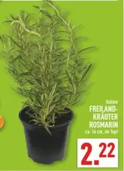 FREILANDKRÄUTER ROSMARIN