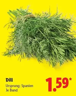 Dill