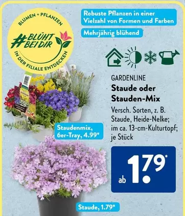 Stauden oder Stauden-Mix