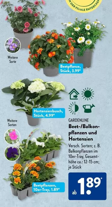 Beet-/Balkonpflanzen und Hortensien