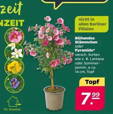 Blühendes Stämmchen oder Pyramide