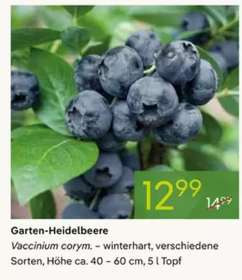 Garten-Heidelbeere