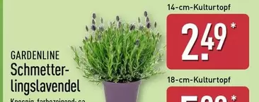 Schmetterlingslavendel