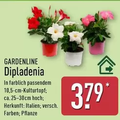 Dipladenia