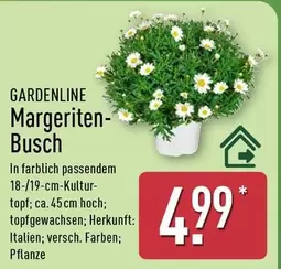 Margeriten-Busch