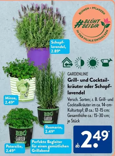 Grill- und Cocktailkräuter oder Schopf-lavendel